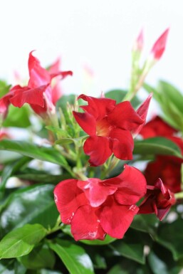 Mandevilla Mandevilla Sanderi Gitter 35-40 Topf Dipladenia / Mandevilla Rankhilfe 35-40 cm