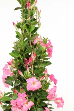 Mandevilla Mandevilla Sanderi Gitter 35-40 Topf