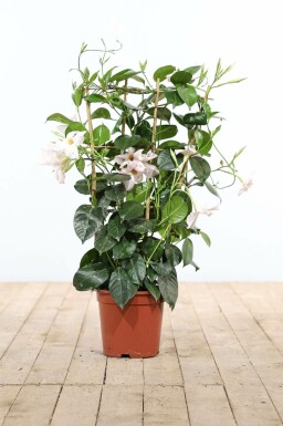 Mandevilla Mandevilla Sanderi Gitter 35-40 Topf