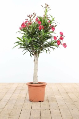 Rosanlorbeer Nerium Oleander Auf Stamm 100-120 Topf Oleander / Rosanlorbeer auf Stamm 100-120 cm