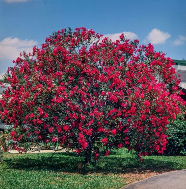 Rosanlorbeer Nerium Oleander Auf Stamm 100-120 Topf Oleander / Rosanlorbeer auf Stamm 100-120 cm