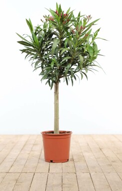 Oleander / Rosanlorbeer auf Stamm 120-130 cm