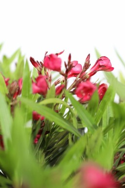 Rosanlorbeer Nerium Oleander Auf Stamm 120-130 Topf