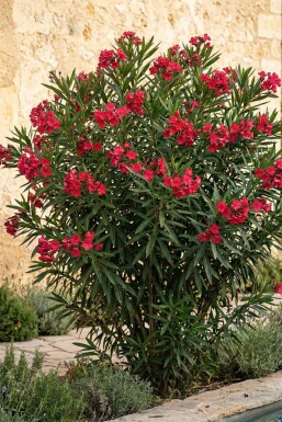 Oleander / Rosanlorbeer auf Stamm 120-130 cm