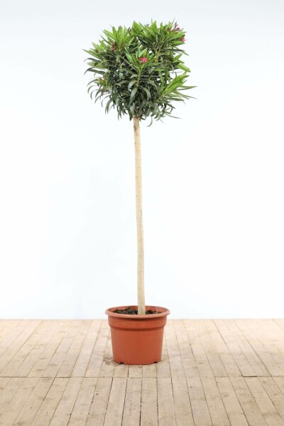 Rosanlorbeer Nerium Oleander Auf Stamm 170-180 Topf Oleander / Rosanlorbeer auf Stamm 170-180 cm