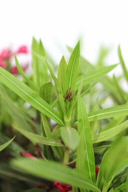 Rosanlorbeer Nerium Oleander Auf Stamm 50-60 Topf