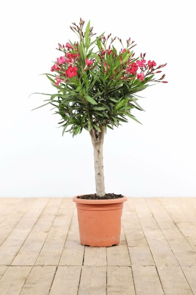 Rosanlorbeer Nerium Oleander Auf Stamm 60-70 Topf Oleander / Rosanlorbeer auf Stamm 60-70 cm