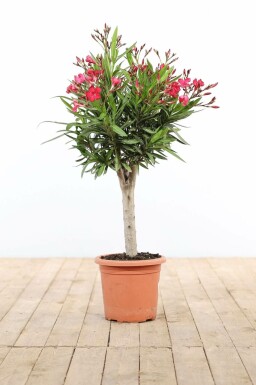 Oleander / Rosanlorbeer auf Stamm 60-70 cm