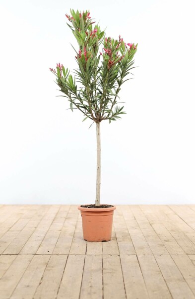 Rosanlorbeer Nerium Oleander Auf Stamm 120-130 Topf Oleander / Rosanlorbeer auf Stamm 120-130 cm