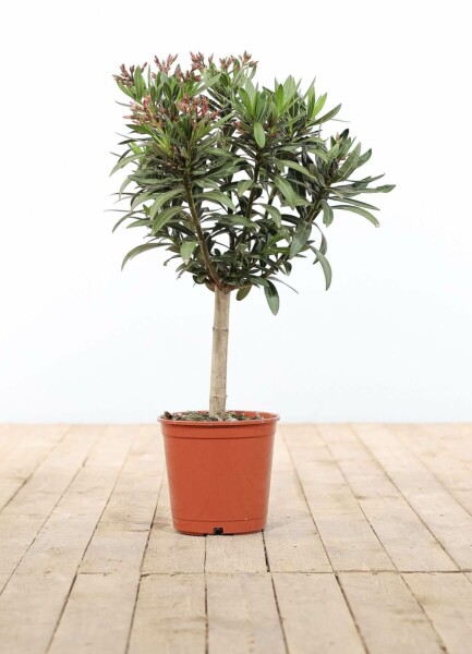 Rosanlorbeer Nerium Oleander Auf Stamm 60-70 Topf Oleander / Rosanlorbeer auf Stamm 60-70 cm