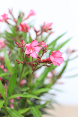 Rosanlorbeer Nerium Oleander Auf Stamm 60-70 Topf