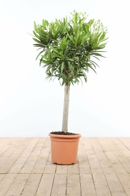 Kein Bild verfügbar