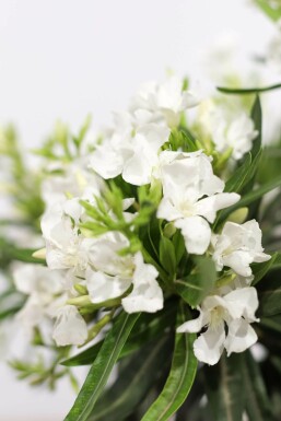 Rosanlorbeer Nerium Oleander Auf Stamm 120-130 Topf