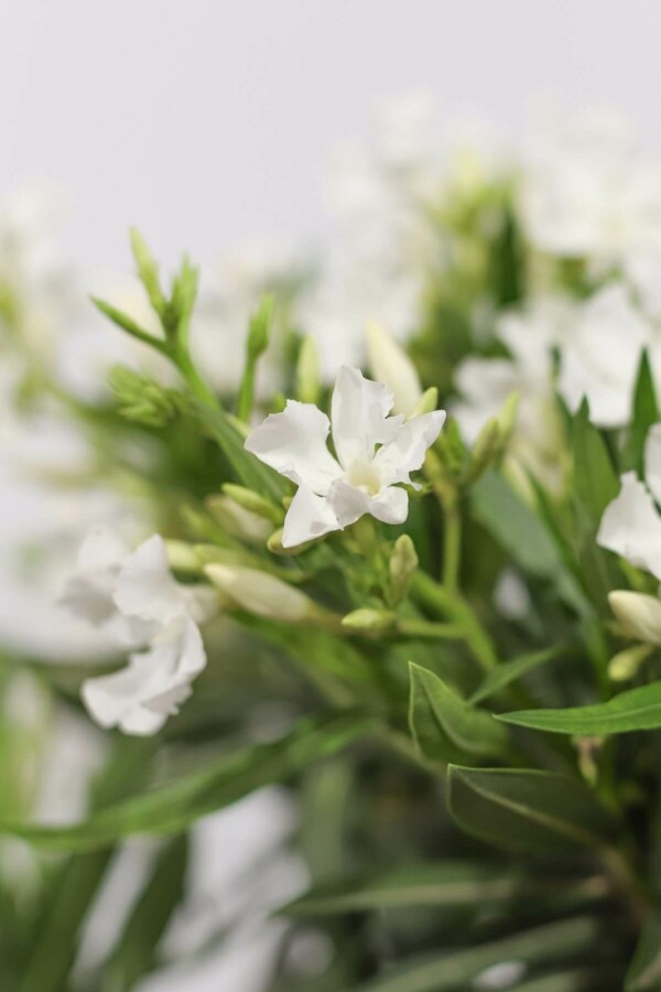 Rosanlorbeer Nerium Oleander Auf Stamm 120-130 Topf Oleander / Rosanlorbeer auf Stamm 120-130 cm