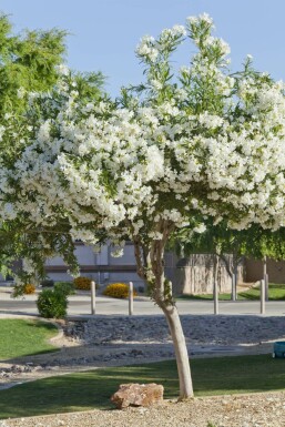 Oleander / Rosanlorbeer auf Stamm 120-130 cm