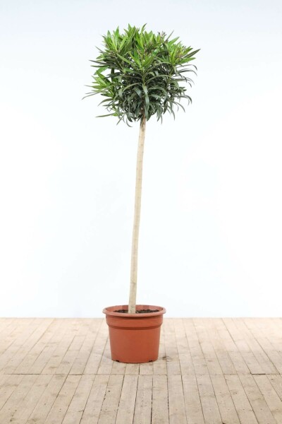 Rosanlorbeer Nerium Oleander Auf Stamm 170-180 Topf Oleander / Rosanlorbeer auf Stamm 170-180 cm