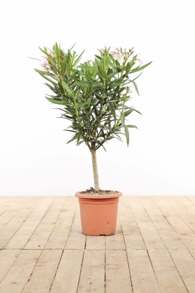 Rosanlorbeer Nerium Oleander Auf Stamm 50-60 Topf Oleander / Rosanlorbeer auf Stamm 50-60 cm