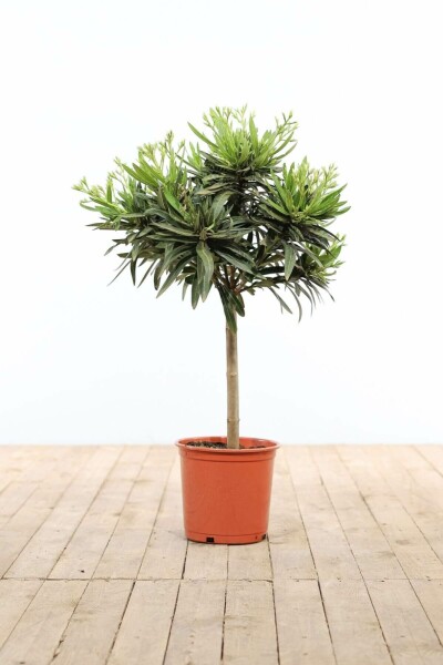Rosanlorbeer Nerium Oleander Auf Stamm 60-70 Topf Oleander / Rosanlorbeer auf Stamm 60-70 cm