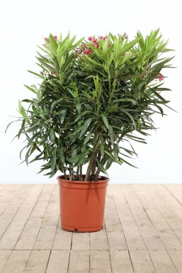 Rosanlorbeer Nerium Oleander Strauch 100-120 Topf