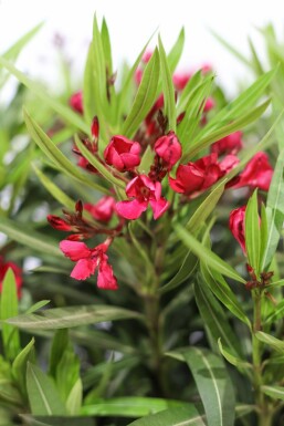 Rosanlorbeer Nerium Oleander Strauch 100-120 Topf Oleander / Rosanlorbeer Strauch 100-120 cm