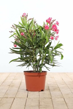 Rosanlorbeer Nerium Oleander Strauch 50-60 Topf Oleander / Rosanlorbeer Strauch 50-60 cm