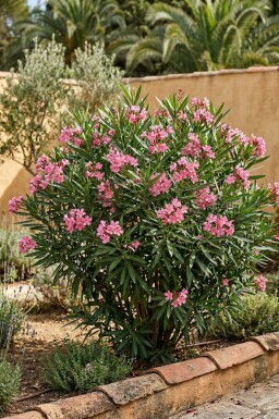 Oleander / Rosanlorbeer Strauch 50-60 cm