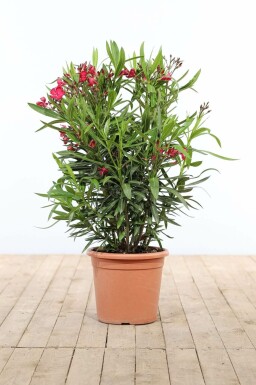 Rosanlorbeer Nerium Oleander Strauch 80-100 Topf Oleander / Rosanlorbeer Strauch 80-100 cm