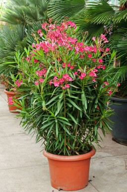 Rosanlorbeer Nerium Oleander Strauch 80-100 Topf Oleander / Rosanlorbeer Strauch 80-100 cm