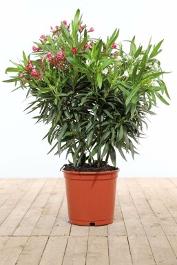 Rosanlorbeer Nerium Oleander Strauch 80-100 Topf