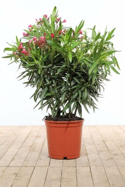 Rosanlorbeer Nerium Oleander Strauch 80-100 Topf Oleander / Rosanlorbeer Strauch 80-100 cm