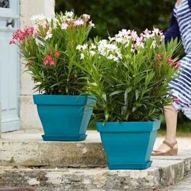 Oleander / Rosanlorbeer Strauch 80-100 cm