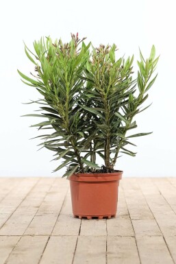 Rosanlorbeer Nerium Oleander Strauch 50-60 Topf