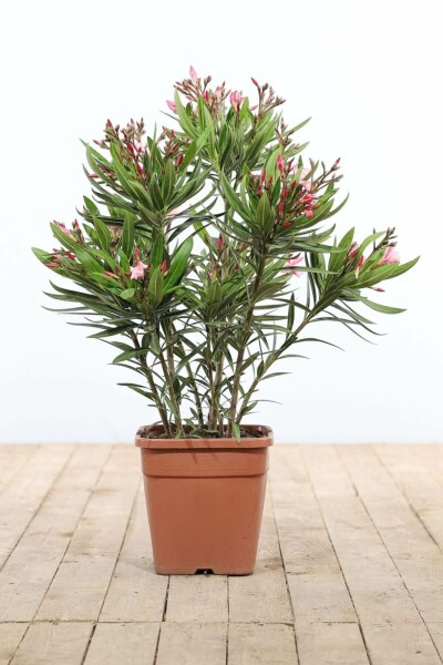 Rosanlorbeer Nerium Oleander Strauch 70-80 Topf Oleander / Rosanlorbeer Strauch 70-80 cm