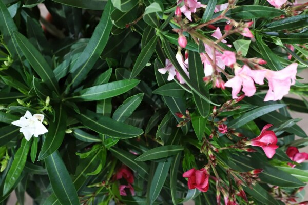 Rosanlorbeer Nerium Oleander Topf Oleander / Rosanlorbeer Strauch