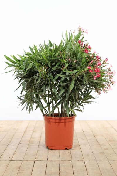 Rosanlorbeer Nerium Oleander Strauch 100-120 Topf Oleander / Rosanlorbeer Strauch 100-120 cm