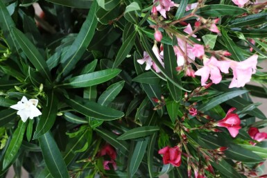 Rosanlorbeer Nerium Oleander Strauch 100-120 Topf Oleander / Rosanlorbeer Strauch 100-120 cm