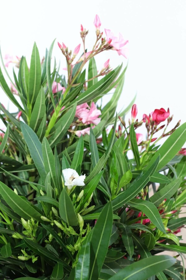 Rosanlorbeer Nerium Oleander Strauch 50-60 Topf Oleander / Rosanlorbeer Strauch 50-60 cm