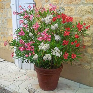 Rosanlorbeer Nerium Oleander Strauch 50-60 Topf Oleander / Rosanlorbeer Strauch 50-60 cm