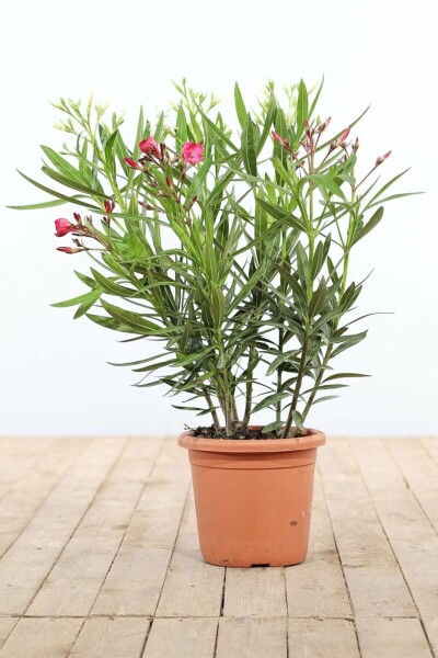 Rosanlorbeer Nerium Oleander Strauch 70-80 Topf Oleander / Rosanlorbeer Strauch 70-80 cm