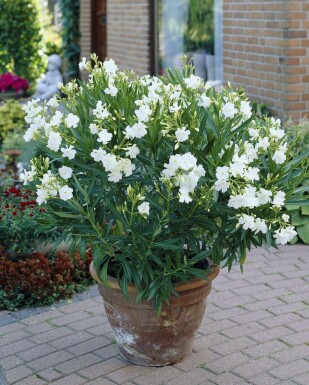 Rosanlorbeer Nerium Oleander Strauch 70-80 Topf Oleander / Rosanlorbeer Strauch 70-80 cm