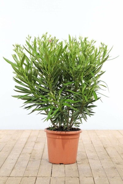 Rosanlorbeer Nerium Oleander Strauch 80-100 Topf Oleander / Rosanlorbeer Strauch 80-100 cm