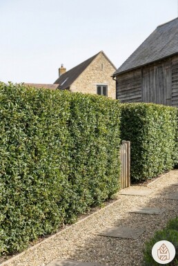 Duftblüte / Osmanthus Burkwoodii 30-40 cm