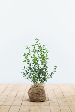 Duftblüte Osmanthus burkwoodii Hecke 30-40 Topf Duftblüte / Osmanthus Burkwoodii 30-40 cm