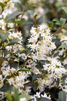 Duftblüte / Osmanthus Burkwoodii 30-40 cm - Ballen
