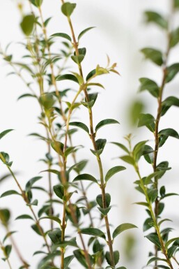 Duftblüte / Osmanthus Burkwoodii 60-80 cm