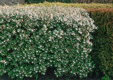 Duftblüte Osmanthus burkwoodii Hecke 80-100 Ballen