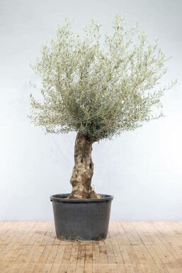 Olivenbaum Olea Europea Bonsai 30-40 175-200 Topf Olivenbaum / Olea Europaea bonsai 175-200 cm