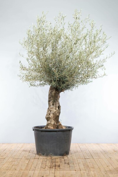 Olivenbaum Olea Europea Bonsai 40-60 175-200 Topf Olivenbaum / Olea Europaea bonsai 175-200 cm