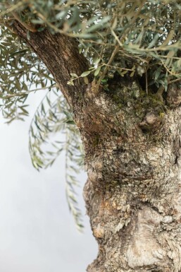Olivenbaum Olea Europea Bonsai 80-100 200-225 Topf