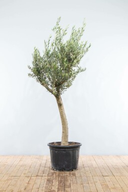 Olivenbaum Olea Europea Knorrig 30-40 175-200 Topf